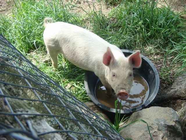 牧場の朝は動物達が朝食の真っ最中！_d0100880_1015021.jpg