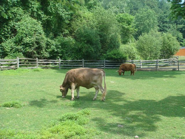 牧場の朝は動物達が朝食の真っ最中！_d0100880_106559.jpg