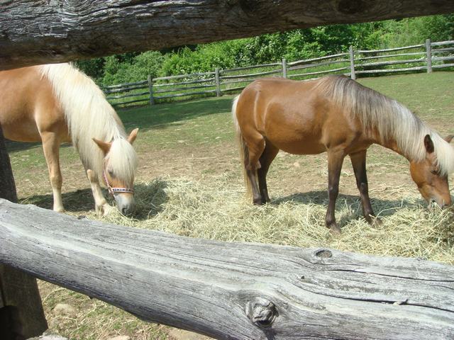 牧場の朝は動物達が朝食の真っ最中！_d0100880_9423746.jpg