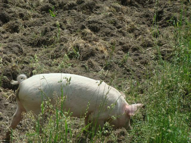 牧場の朝は動物達が朝食の真っ最中！_d0100880_9445769.jpg