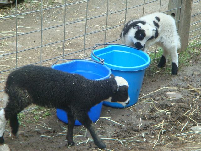 牧場の朝は動物達が朝食の真っ最中！_d0100880_9472094.jpg