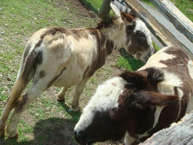 d0100880_948151.jpg