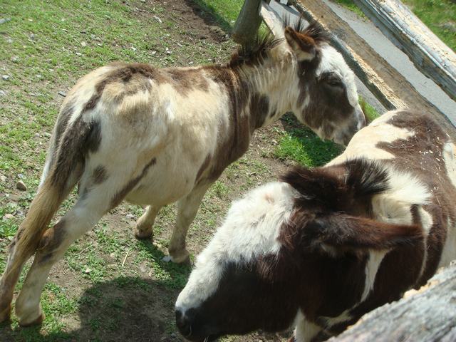 牧場の朝は動物達が朝食の真っ最中！_d0100880_948151.jpg