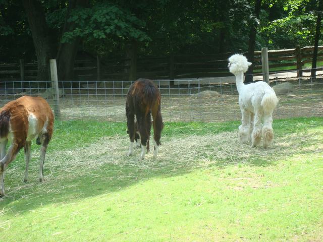 牧場の朝は動物達が朝食の真っ最中！_d0100880_9485578.jpg