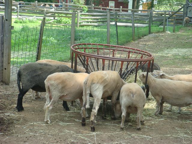 牧場の朝は動物達が朝食の真っ最中！_d0100880_9544348.jpg