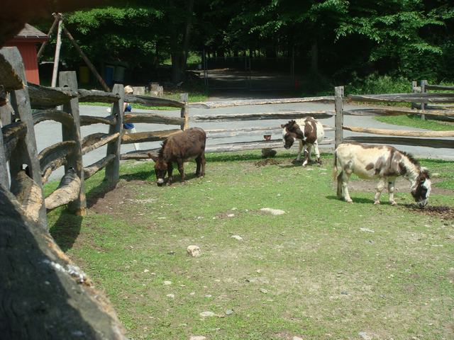 牧場の朝は動物達が朝食の真っ最中！_d0100880_9573634.jpg