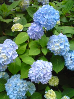 紫陽花_e0105091_14501915.jpg