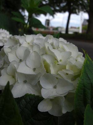 the hydrangea season_f0126994_2084324.jpg