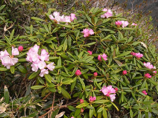 ６月９日 苗場山 花編 デジカメ持って野に山に