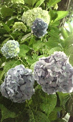 ミスマッチ？_c0060412_12432293.jpg