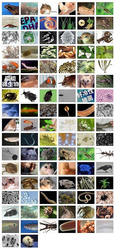 生物科学科ホームページ刷新 【テスト運用中】_c0025115_21594712.jpg