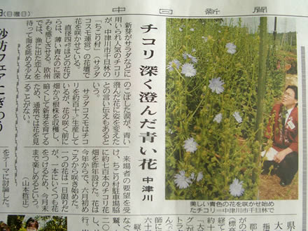 中日新聞でチコリの花掲載_d0063218_12221862.jpg