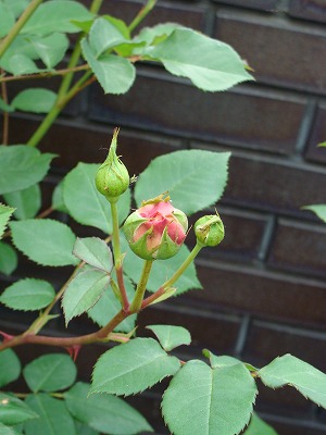 f0170524_21473434.jpg