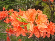 c0065744_12312437.jpg