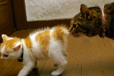 もうめちゃくちゃ可愛いチャイくんが遊びに来た!_a0028451_18481552.jpg