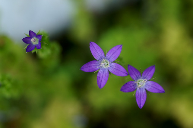 梅雨空の東京薬科大植物園_a0084757_20485940.jpg