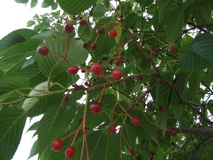 さくらの木の実は食べられるか 牛柄とおしゃれな食器のキテレツ工房