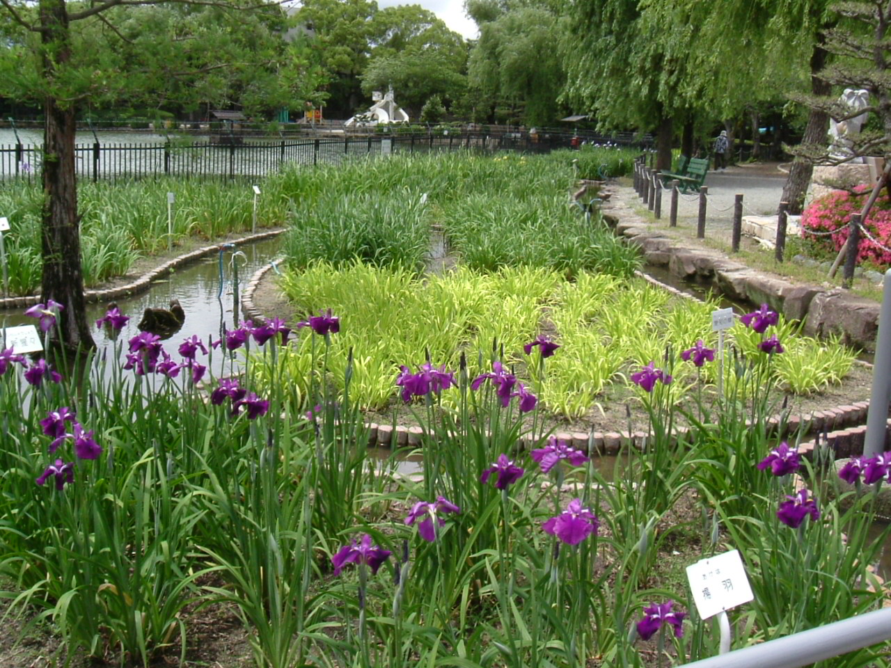 水月公園のショウブ園_f0150767_18522334.jpg