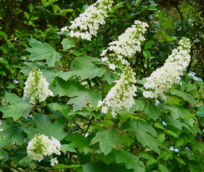 c0040472_10375469.jpg