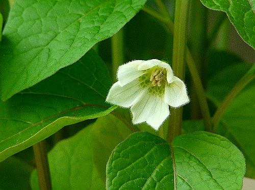 ホオズキ（鬼灯・酸漿）の花　　ナス科_d0084473_2134174.jpg