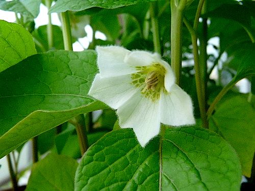 ホオズキ 鬼灯 酸漿 の花 ナス科 野に咲く北国の花