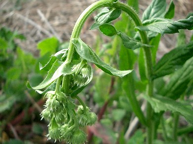 ハルジオン(春紫苑)・・・要注意外来生物:植物_c0085874_2372586.jpg