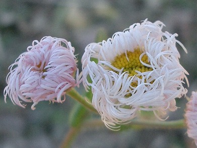 ハルジオン(春紫苑)・・・要注意外来生物:植物_c0085874_2381858.jpg