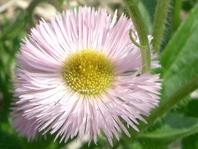 ハルジオン(春紫苑)・・・要注意外来生物:植物_c0085874_2383074.jpg