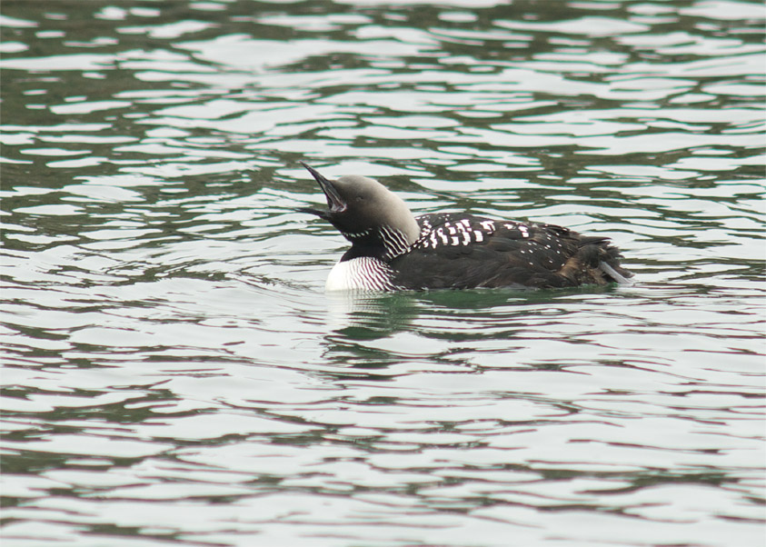 Pacific Diver_c0096278_22255857.jpg