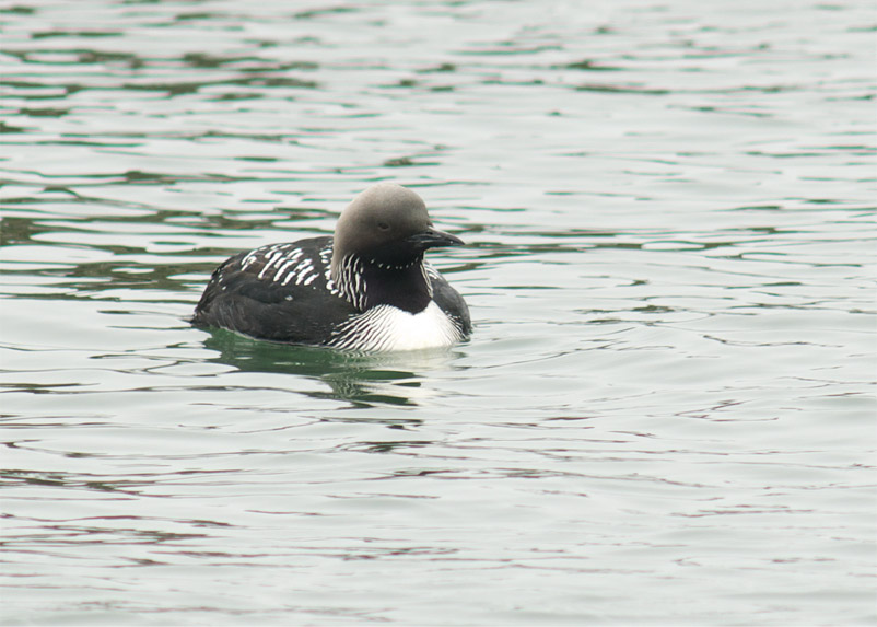 Pacific Diver_c0096278_2227523.jpg