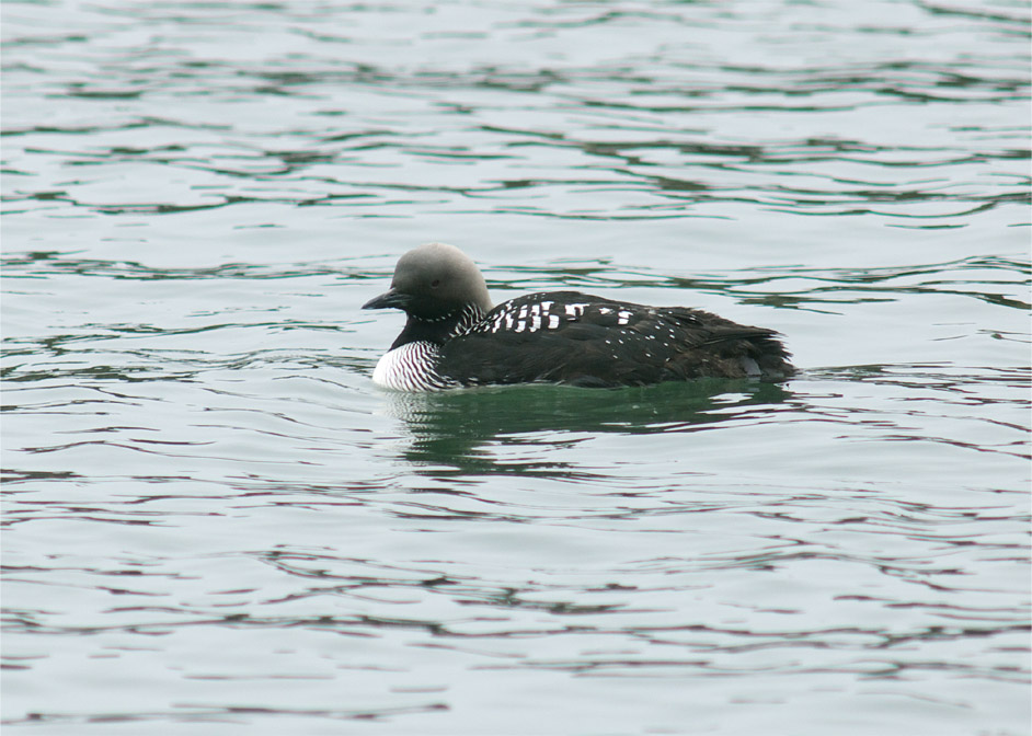 Pacific Diver_c0096278_22284021.jpg