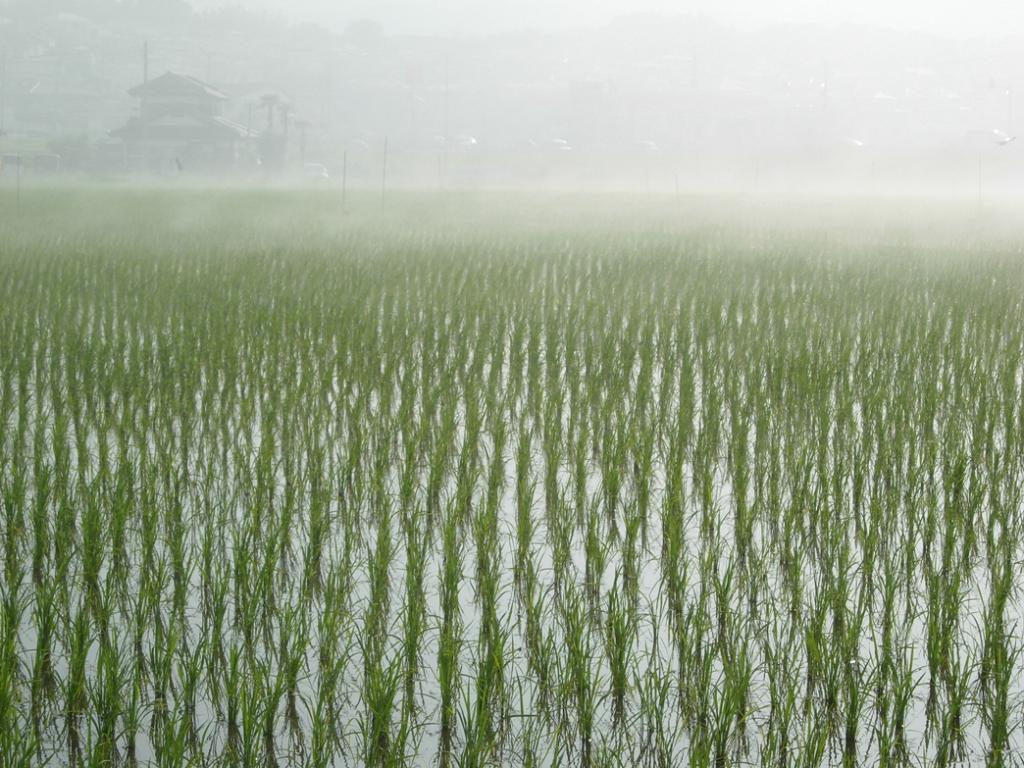 霧の鵜の岬　96パーセント　全国トップ！_e0143883_18393845.jpg