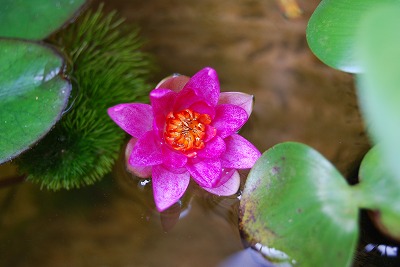 c0124100_15332995.jpg