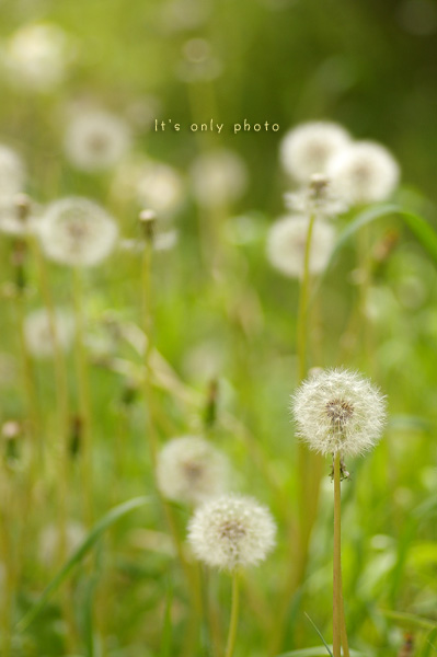 春の花たち＊16_e0008800_17334924.jpg