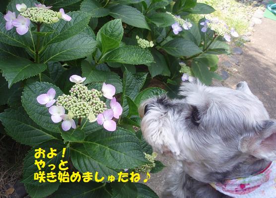 雨上がりの紫陽花♪　きれいネ～♪_c0098501_741479.jpg