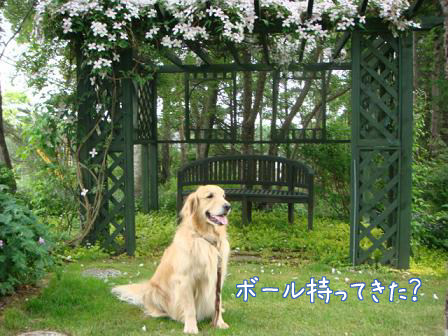 犬とバラの日々_f0064906_23124748.jpg