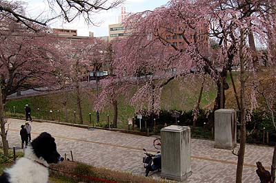 早咲きの桜_a0094015_1354413.jpg