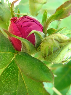 f0170524_20393129.jpg
