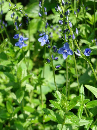 今日の薔薇と久しぶりのｼﾞｬｶﾞｰ・・。_f0170524_2056962.jpg