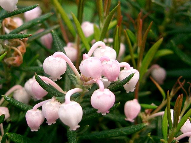 姫石楠花 ヒメシャクナゲ 花の仲間調べ