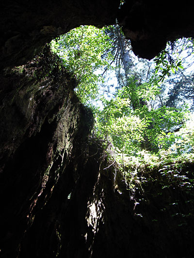 屋久杉は樹齢1000年以上、それ未満を小杉と呼んでいます_b0036636_1932454.jpg