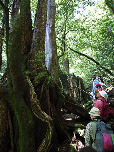 屋久杉は樹齢1000年以上、それ未満を小杉と呼んでいます_b0036636_19332657.jpg