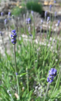 b0123736_1623146.jpg