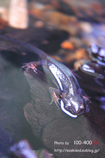 毒生き物展8（アカハライモリ）　（板橋熱帯植物園）_c0080036_22152924.jpg