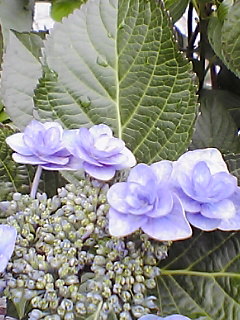 f0099140_22182192.jpg