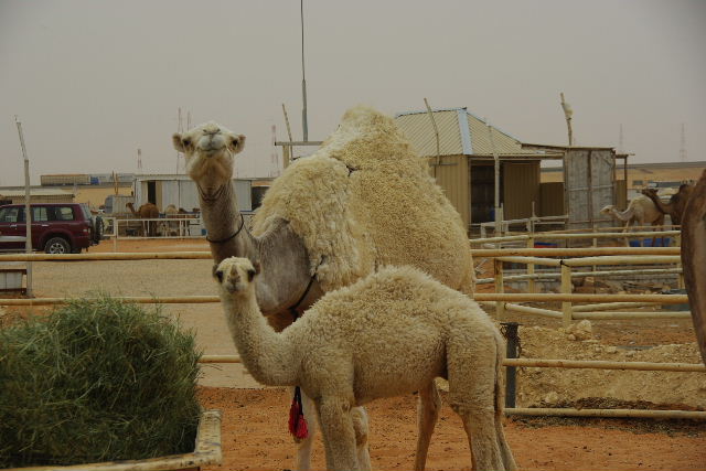 サウジアラビア　（５）　らくだ市　（キャメル・マーケット）_c0011649_23365761.jpg