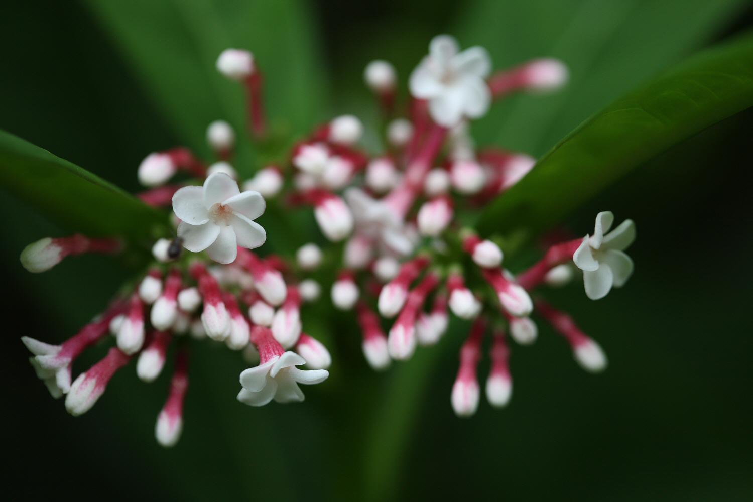 カオヤイの花　その１５（２００８年６月１１日）_a0094850_2115520.jpg