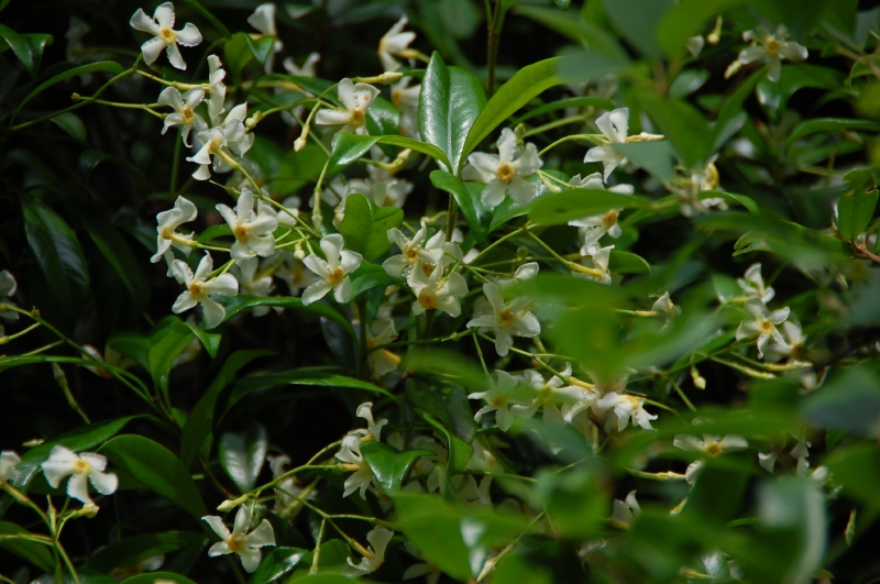 c0108460_1115233.jpg