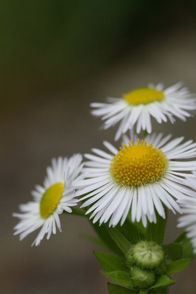 d0152960_2146309.jpg