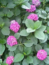 e0125762_232225.jpg